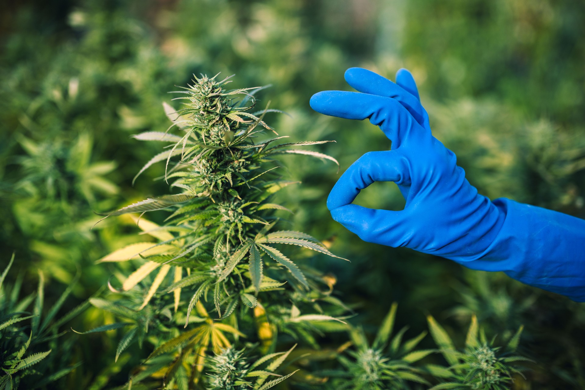 Ð¡annabis legalization in Ð¡anada, free cultivation of marijuana, all OK