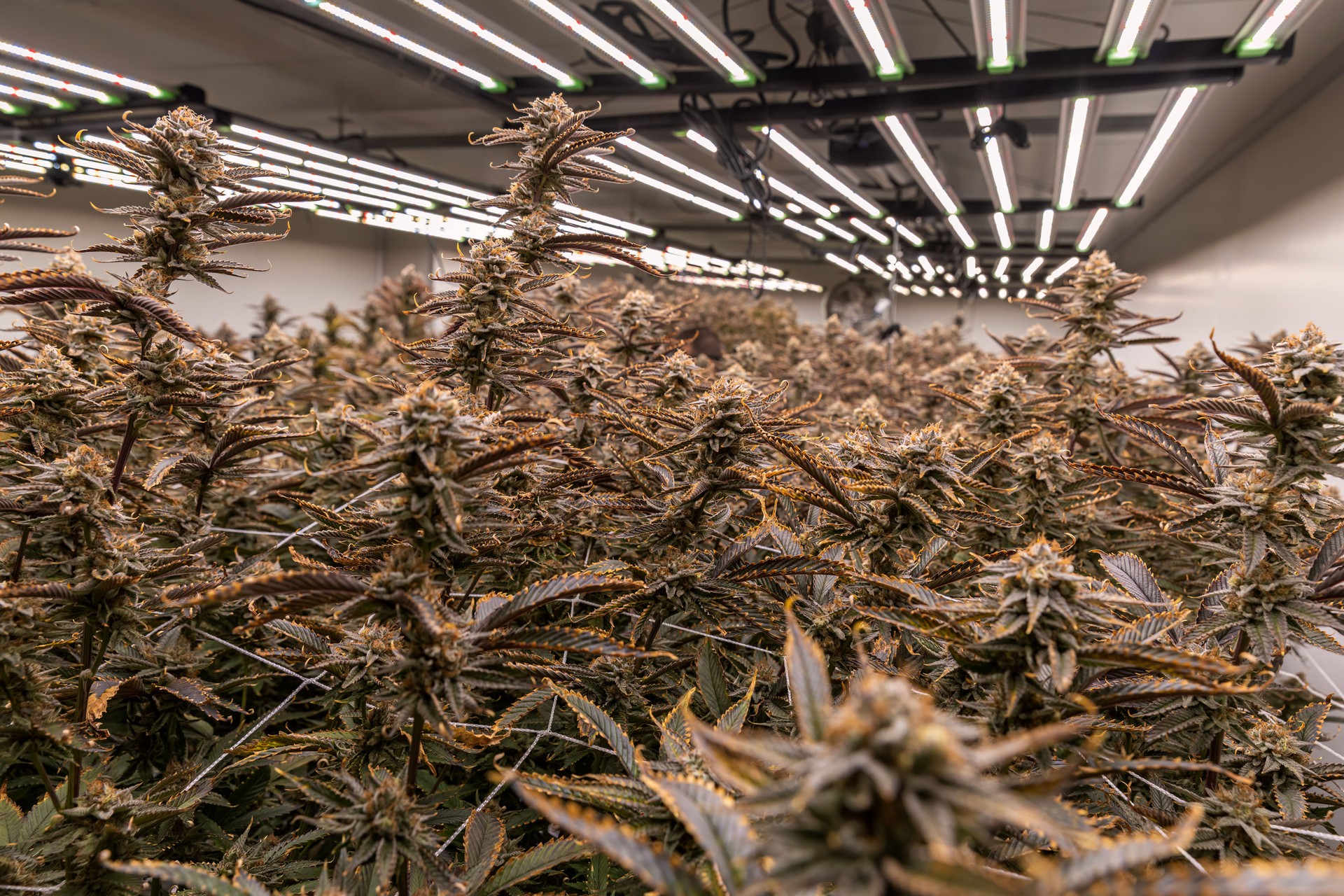 Farm female blossom marijuana. Premium cannabis plants in a greenhouse ready for harvest. Hemp production The flowering of Legal cannabis plants.