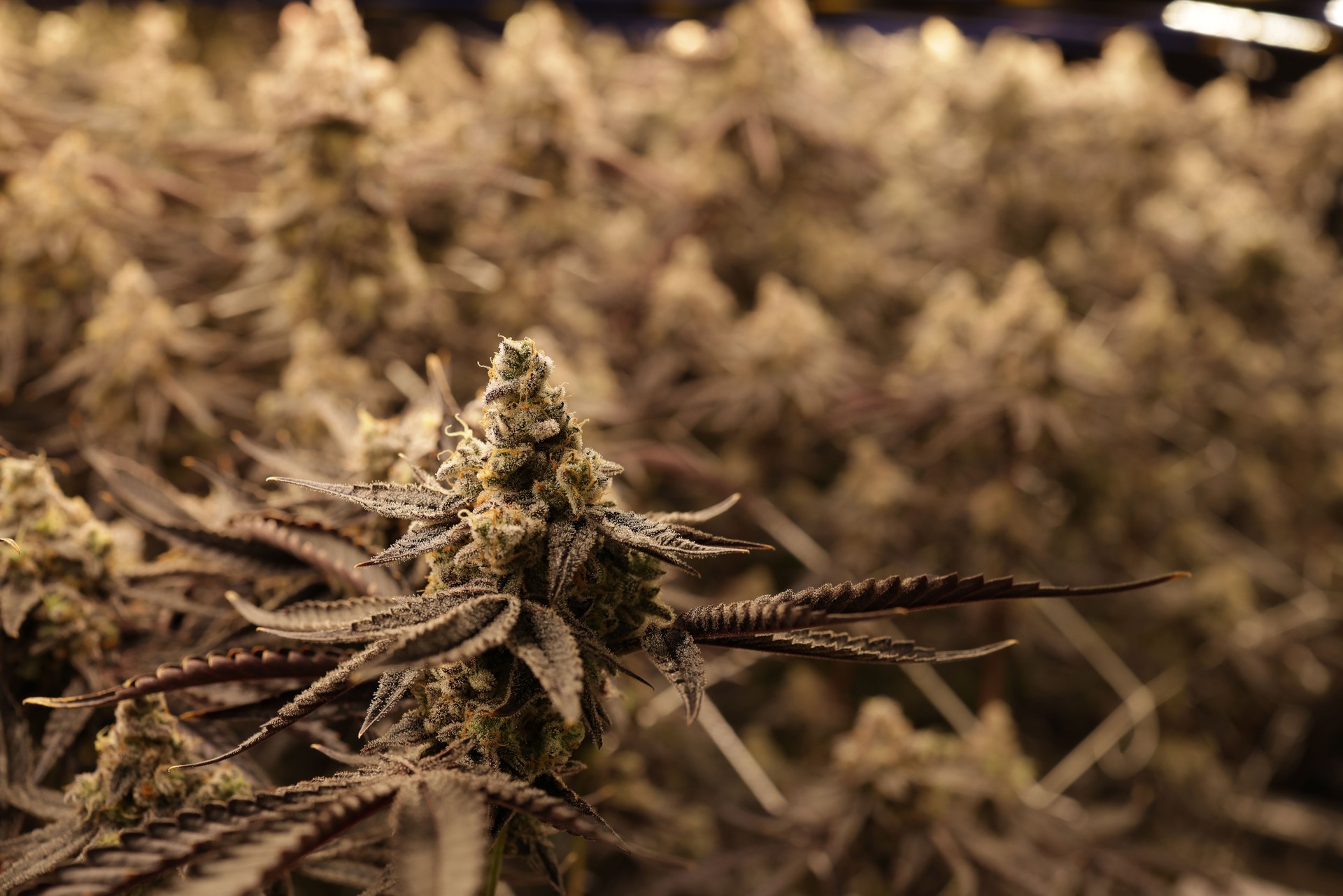The  premium cannabis plants are prepped for harvest. Commercial cannabis cultivation.