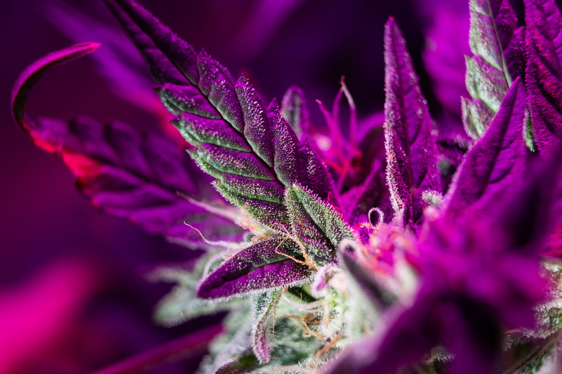 cannabis grow under led macro marijuana plant