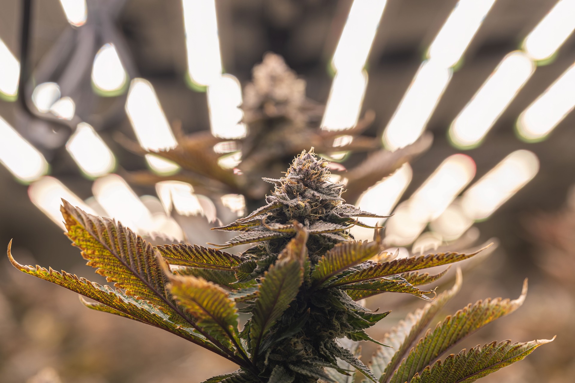 Farm female blossom marijuana. Premium cannabis plants in a greenhouse ready for harvest. Hemp production The flowering of Legal cannabis plants.