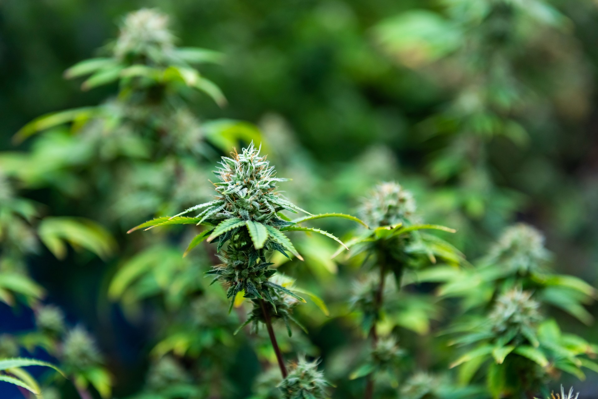 Organic cannabis plant in laboratory farm.
