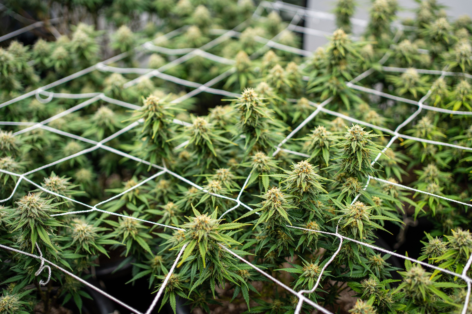 Cannabis plants in flowering stage