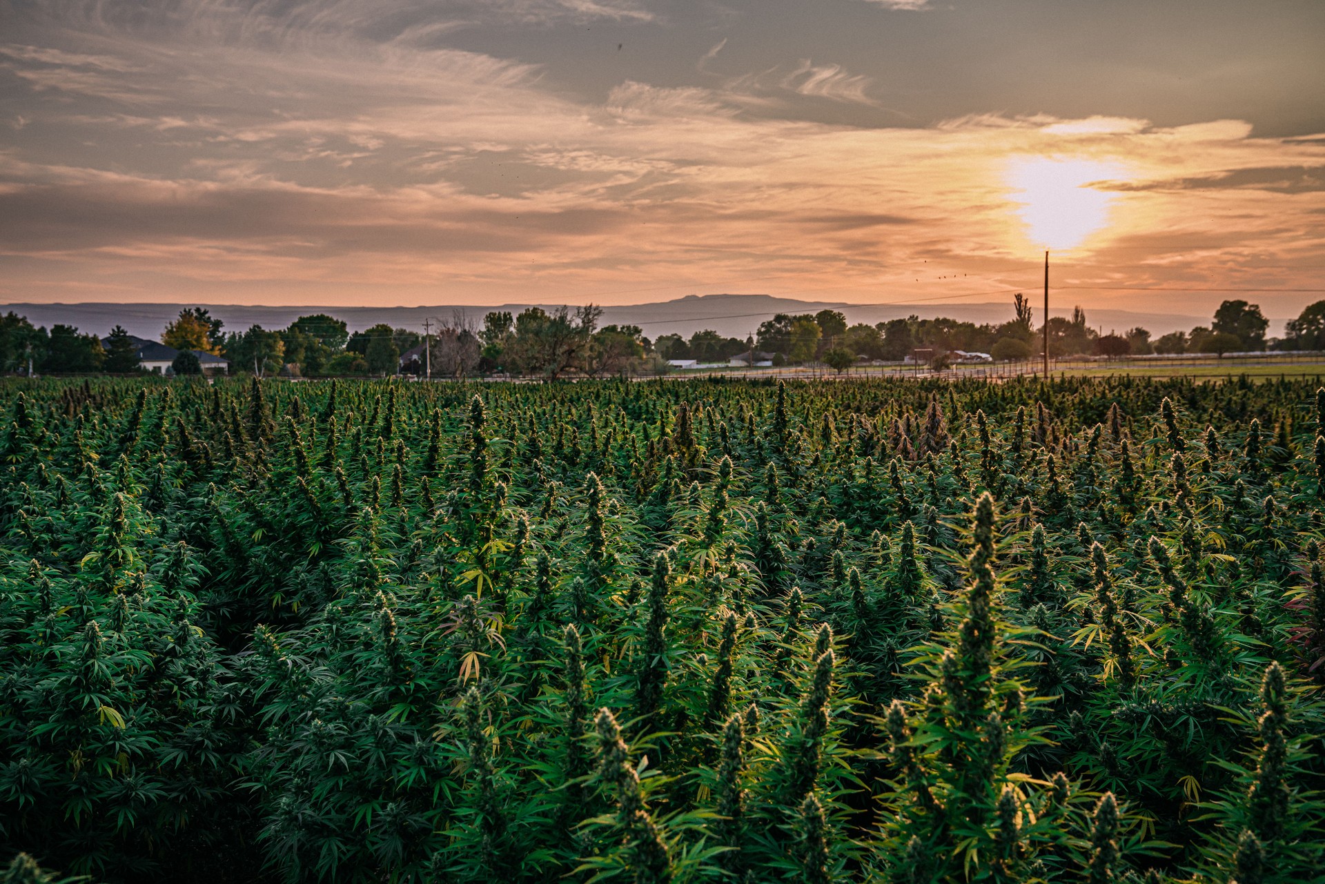 Sunset Field of Mature Herbal Cannabis Plants Ready for Harvest at a CBD Oil Hemp Marijuana Farm in Colorado