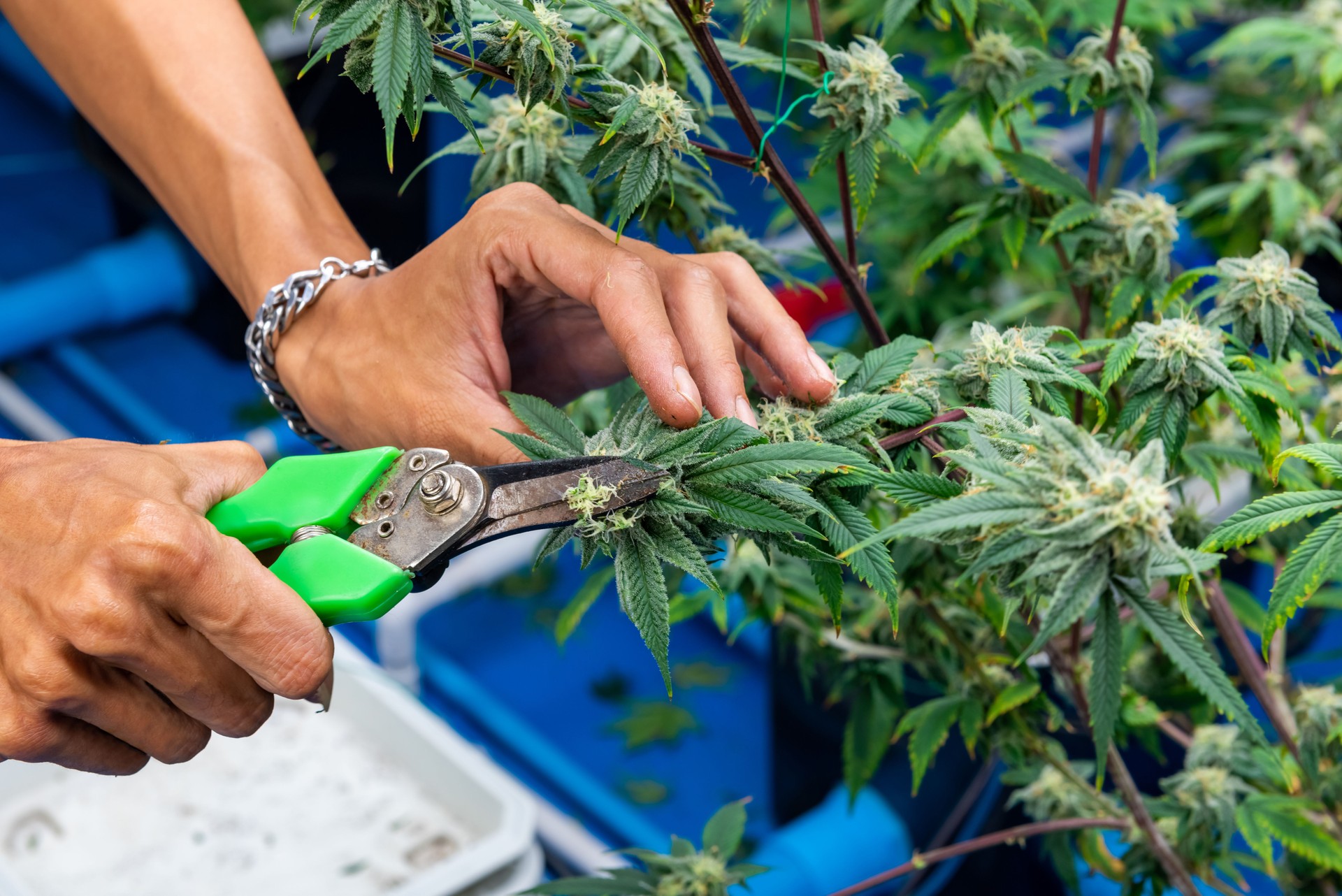 Asian man scientist working in laboratory cannabis farm.