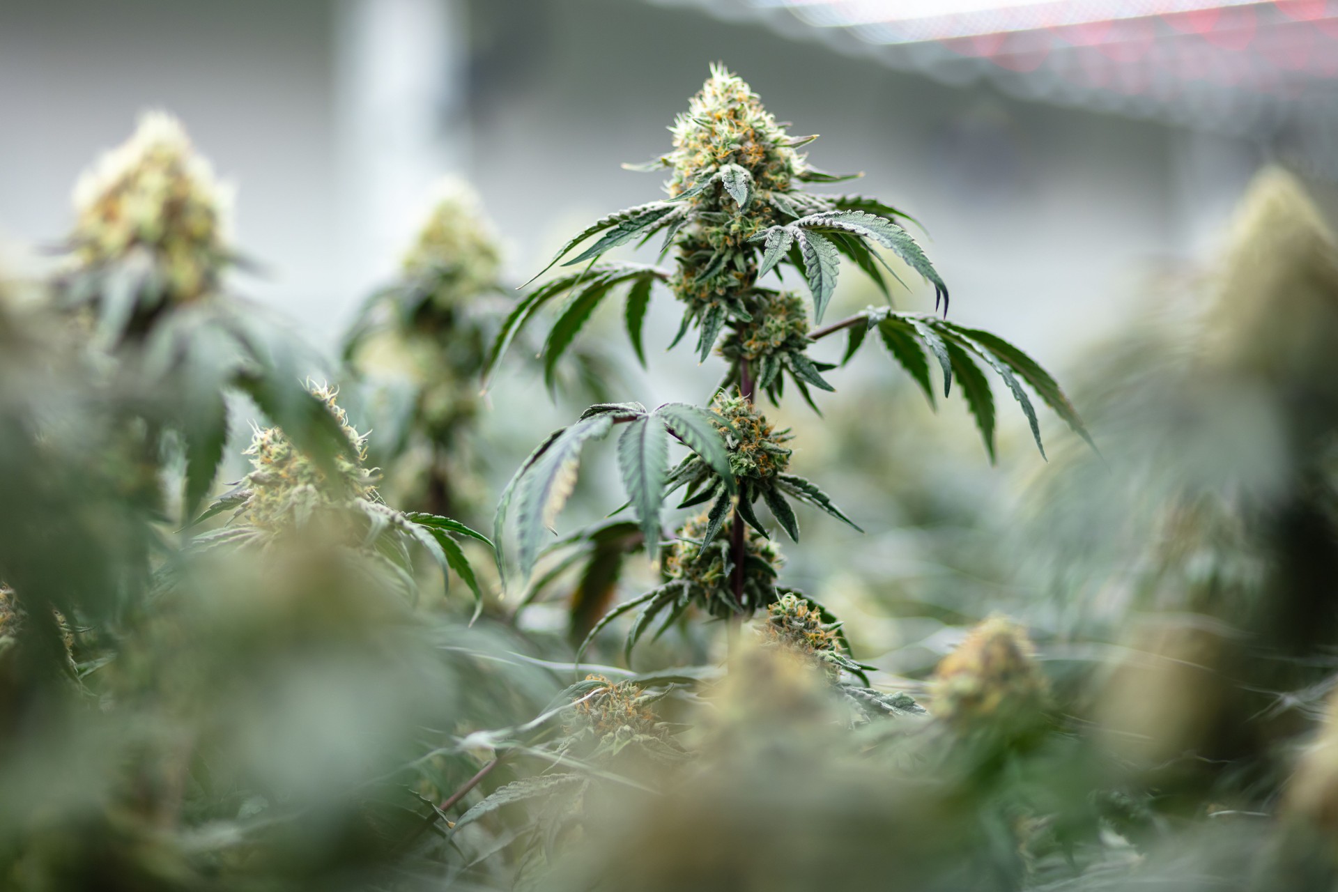Cannabis Flowers Under LED Lights in Controlled Conditions at Large Scale Marijuana Grow